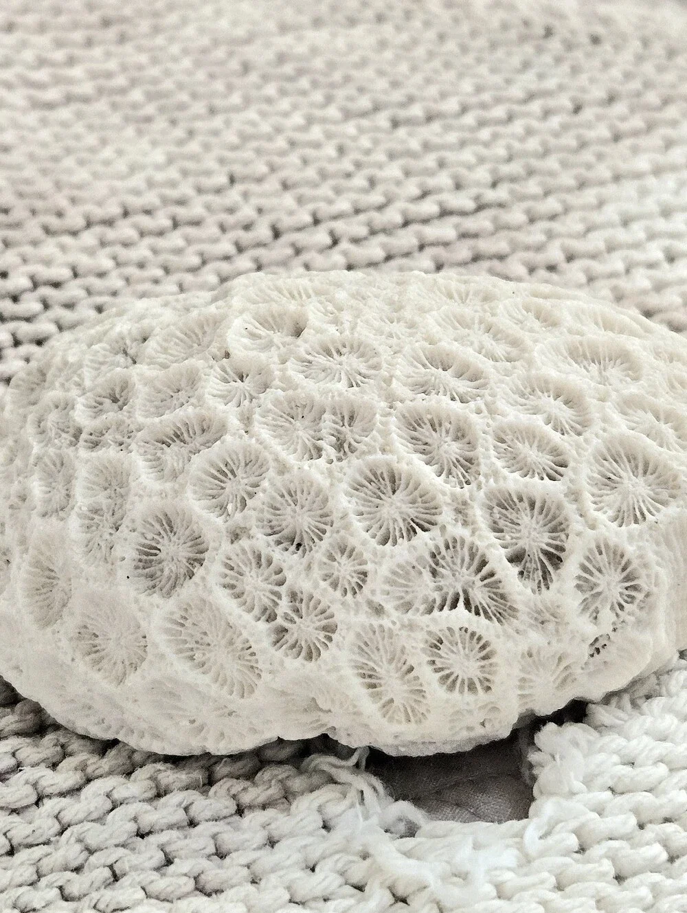 Small Fist-Size Coral Closed Brain or Moon Natural Nautical Shelf Aquarium Decor
